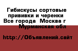 Гибискусы сортовые, прививки и черенки - Все города, Москва г.  »    . Мурманская обл.